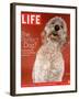 Sadie, 1 Year Old Goldendoodle, October 8, 2004-Jeff Minton-Framed Photographic Print