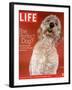 Sadie, 1 Year Old Goldendoodle, October 8, 2004-Jeff Minton-Framed Photographic Print