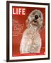 Sadie, 1 Year Old Goldendoodle, October 8, 2004-Jeff Minton-Framed Photographic Print