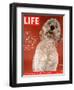 Sadie, 1 Year Old Goldendoodle, October 8, 2004-Jeff Minton-Framed Photographic Print