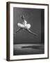 Sadler Wells Prima Ballerina Margot Fonteyn Leaping Into Air in Performance of "Sleeping Beauty"-Gjon Mili-Framed Premium Photographic Print