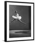 Sadler Wells Prima Ballerina Margot Fonteyn Leaping Into Air in Performance of "Sleeping Beauty"-Gjon Mili-Framed Premium Photographic Print