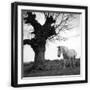Black Frame