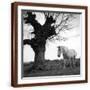 Brown Frame