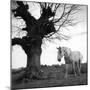 Wood Mount