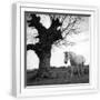 White Frame