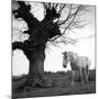 Wood Mount