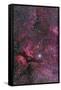 Sadr Region of Cygnus around Gamma Cygni-null-Framed Stretched Canvas