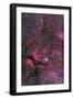 Sadr Region of Cygnus around Gamma Cygni-null-Framed Photographic Print