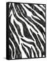 Safari Adventure Jungle Zebra Hide-Bee Sturgis-Framed Stretched Canvas