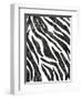 Safari Adventure Jungle Zebra Hide-Bee Sturgis-Framed Art Print