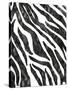 Safari Adventure Jungle Zebra Hide-Bee Sturgis-Stretched Canvas