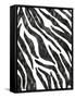 Safari Adventure Jungle Zebra Hide-Bee Sturgis-Framed Stretched Canvas