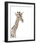 Safari Animal Portraits II-Melissa Wang-Framed Art Print