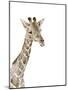 Safari Animal Portraits II-Melissa Wang-Mounted Art Print