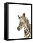 Safari Animal Portraits IV-Melissa Wang-Framed Stretched Canvas