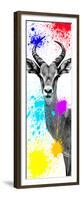 Safari Colors Pop Collection - Antelope Impala II-Philippe Hugonnard-Framed Premium Giclee Print