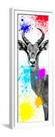 Safari Colors Pop Collection - Antelope Impala II-Philippe Hugonnard-Framed Premium Giclee Print