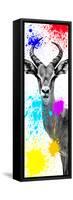 Safari Colors Pop Collection - Antelope Impala II-Philippe Hugonnard-Framed Stretched Canvas