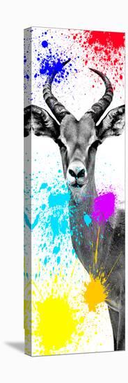 Safari Colors Pop Collection - Antelope Impala II-Philippe Hugonnard-Stretched Canvas