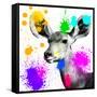 Safari Colors Pop Collection - Antelope Portrait II-Philippe Hugonnard-Framed Stretched Canvas