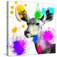 Safari Colors Pop Collection - Antelope Portrait II-Philippe Hugonnard-Stretched Canvas