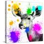 Safari Colors Pop Collection - Antelope Portrait II-Philippe Hugonnard-Stretched Canvas