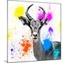 Safari Colors Pop Collection - Antelope Reedbuck III-Philippe Hugonnard-Mounted Giclee Print