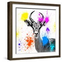 Safari Colors Pop Collection - Antelope Reedbuck III-Philippe Hugonnard-Framed Giclee Print