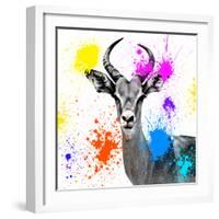 Safari Colors Pop Collection - Antelope Reedbuck III-Philippe Hugonnard-Framed Giclee Print