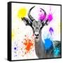 Safari Colors Pop Collection - Antelope Reedbuck III-Philippe Hugonnard-Framed Stretched Canvas