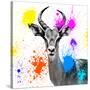 Safari Colors Pop Collection - Antelope Reedbuck III-Philippe Hugonnard-Stretched Canvas