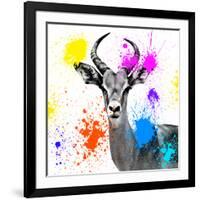 Safari Colors Pop Collection - Antelope Reedbuck III-Philippe Hugonnard-Framed Giclee Print