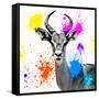 Safari Colors Pop Collection - Antelope Reedbuck III-Philippe Hugonnard-Framed Stretched Canvas