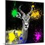 Safari Colors Pop Collection - Antelope Reedbuck IV-Philippe Hugonnard-Mounted Giclee Print