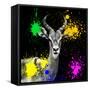 Safari Colors Pop Collection - Antelope Reedbuck IV-Philippe Hugonnard-Framed Stretched Canvas