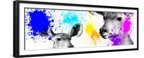 Safari Colors Pop Collection - Antelopes II-Philippe Hugonnard-Framed Giclee Print