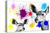 Safari Colors Pop Collection - Antelopes Portrait III-Philippe Hugonnard-Stretched Canvas