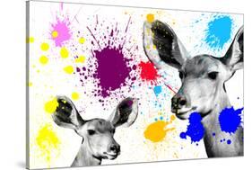 Safari Colors Pop Collection - Antelopes Portrait III-Philippe Hugonnard-Stretched Canvas