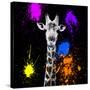 Safari Colors Pop Collection - Giraffe Portrait-Philippe Hugonnard-Stretched Canvas