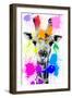 Safari Colors Pop Collection - Giraffe-Philippe Hugonnard-Framed Giclee Print