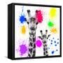 Safari Colors Pop Collection - Giraffes Portrait V-Philippe Hugonnard-Framed Stretched Canvas