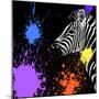 Safari Colors Pop Collection - Zebra II-Philippe Hugonnard-Mounted Giclee Print