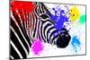 Safari Colors Pop Collection - Zebra Portrait III-Philippe Hugonnard-Mounted Giclee Print