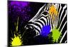 Safari Colors Pop Collection - Zebra Portrait IV-Philippe Hugonnard-Mounted Giclee Print