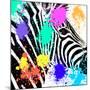 Safari Colors Pop Collection - Zebra Portrait-Philippe Hugonnard-Mounted Giclee Print