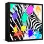 Safari Colors Pop Collection - Zebra Portrait-Philippe Hugonnard-Framed Stretched Canvas