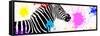 Safari Colors Pop Collection - Zebra VII-Philippe Hugonnard-Framed Stretched Canvas