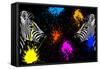 Safari Colors Pop Collection - Zebras Face to Face II-Philippe Hugonnard-Framed Stretched Canvas