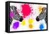 Safari Colors Pop Collection - Zebras Face to Face IV-Philippe Hugonnard-Framed Stretched Canvas